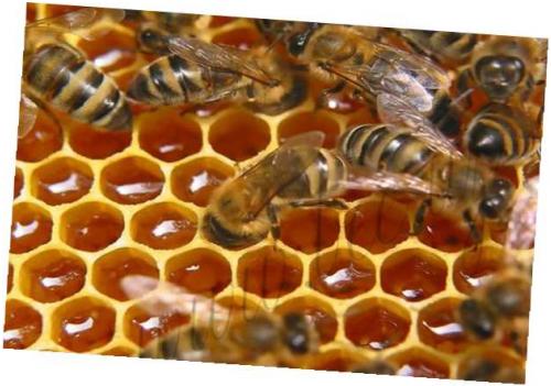 Правильное применение пчелиного подмора