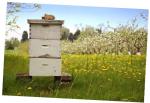 Пчелы и экология