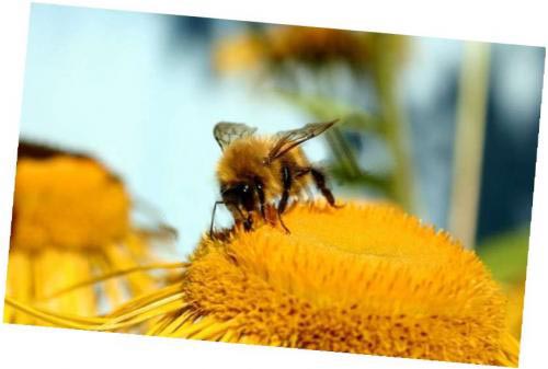 Интересное о пчелах